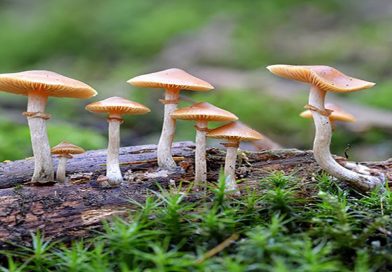 सिन्धुलीमा जङ्गली च्याउको तरकारी खाँदा बालबालिकासहित ६ जना बिरामी सिन्धुलीमा जङ्गली च्याउको तरकारी खाँदा बालबालिकासहित ६ जना बिरामी