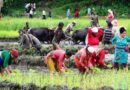देशभर ५० प्रतिशत धान रोपाइँ सम्पन्न, सुदूरपश्चिम सबैभन्दा अगाडि