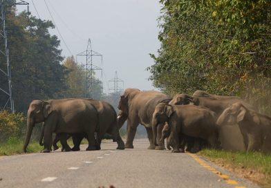 बाहुनडाँगीमा हात्तीको आतंक, रोपाइँ छाडेर ज्यान जोगाउन बाध्य किसान