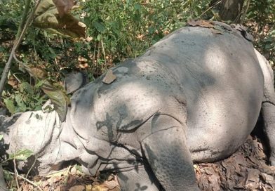 चितवन निकुञ्जमा सेनाको गोली लागेर गैँडाको मृत्यु चितवन निकुञ्जमा सेनाको गोली लागेर गैँडाको मृत्यु