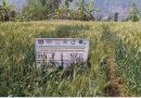 पर्वतमा गहुँको प्रजनन बिउ उत्पादन सुरु, किसानमा उत्साह पर्वतमा गहुँको प्रजनन बिउ उत्पादन सुरु, किसानमा उत्साह