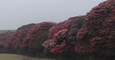 गुराँसले ढकमक्क ‘मुन्दुम ट्रेल’, पर्यटकको आकर्षण बढ्दो