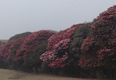 गुराँसले ढकमक्क ‘मुन्दुम ट्रेल’, पर्यटकको आकर्षण बढ्दो