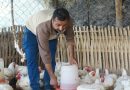 कुखुरापालन व्यवसायबाट आत्मनिर्भर बने इलामका महेन्द्र घिमिरे