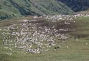 बर्खा सुरु भएसँगै वस्तुभाउ लिएर लेक उक्लिन थाले गोठाला
