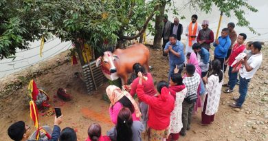पञ्चकन्या मन्दिरमा विशाल गौमाता शिलामूर्ति स्थापना