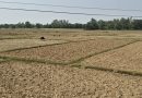 बाँकेका खेत धुलाम्मे, वर्षा नहुँदा धान रोपाइँ प्रभावित