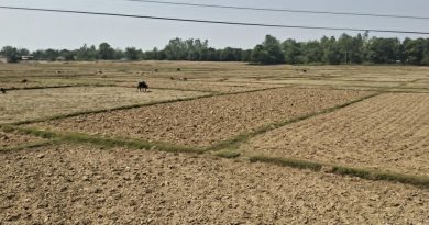 बाँकेका खेत धुलाम्मे, वर्षा नहुँदा धान रोपाइँ प्रभावित