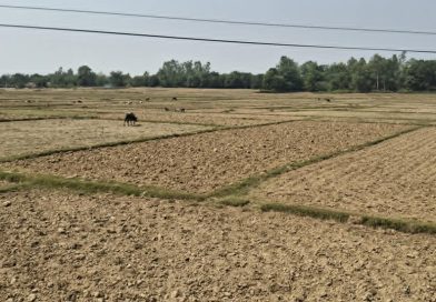 बाँकेका खेत धुलाम्मे, वर्षा नहुँदा धान रोपाइँ प्रभावित