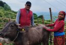 विपन्न परिवारलाई आयआर्जनसँग जोड्न पाडी वितरण