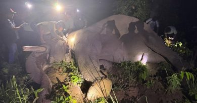 २५ जनाको ज्यान लिइसकेको ‘ध्रुवे’ हात्तीलाई रेडियो कलर जडान