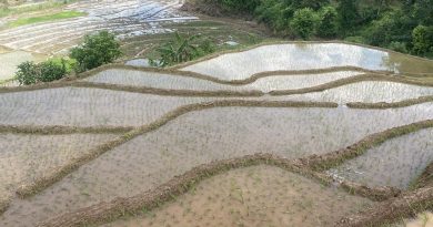 गोरखामा ५८ प्रतिशत धान रोपाइँ सम्पन्न गोरखामा ५८ प्रतिशत धान रोपाइँ सम्पन्न