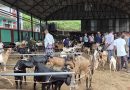 धरानको खसीबजारमा दसैँ नजिकिएसँगै कारोबार बढ्यो